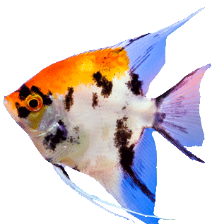 Angel Fish
