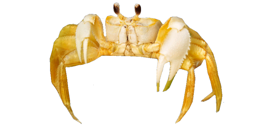 Crab Moving Right