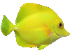 Fish Yellow
