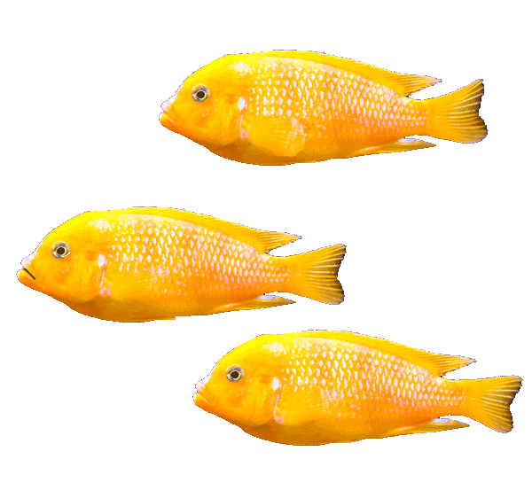 Goldfish