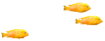 Goldfish Swimming Right
