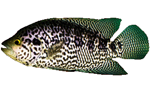Grouper
