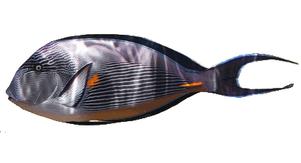 Pitchfork Fish