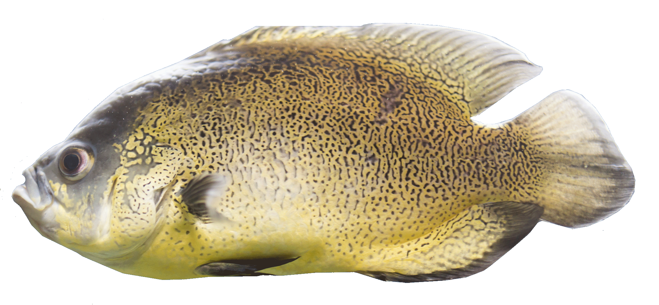 Spotted Fish Left