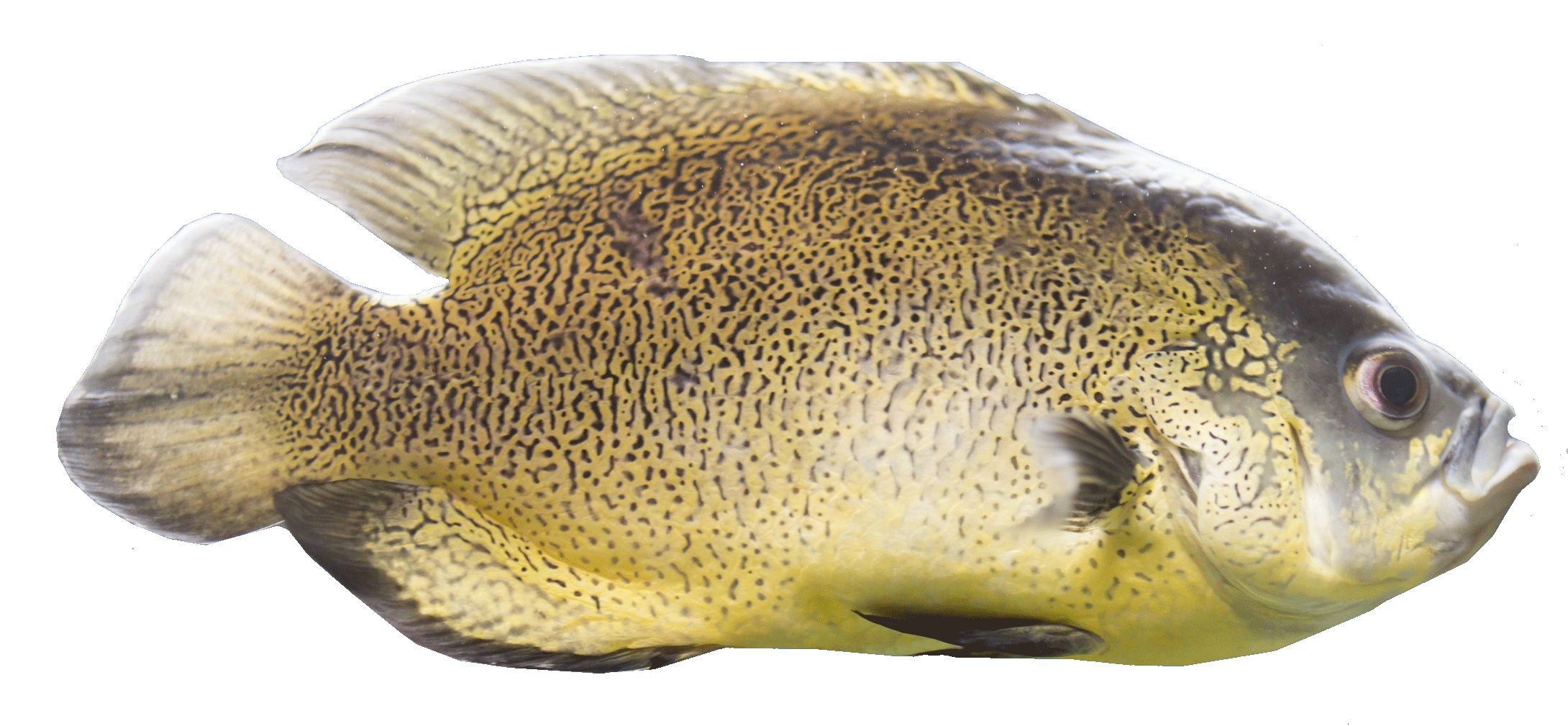 Spotted Fish Right