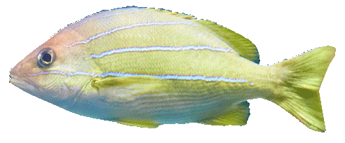Striped Fish