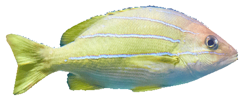 Striped Fish Right
