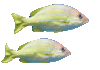 Two Striped Fish