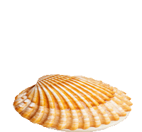 clam with closed shell