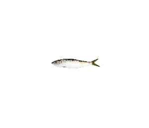 Sardines 1