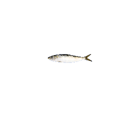 Sardines 2