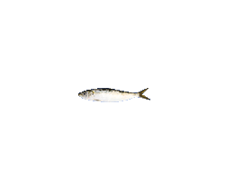 Sardines 3