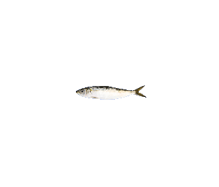 Sardines 4