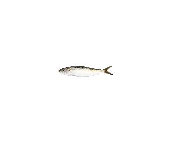 Sardines 5